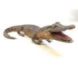 A taxidermy Caiman. Approximately 53cm long.