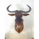 A large Edwardian taxidermy Wildebeest head mounted on oak shield, with original gilt letter...