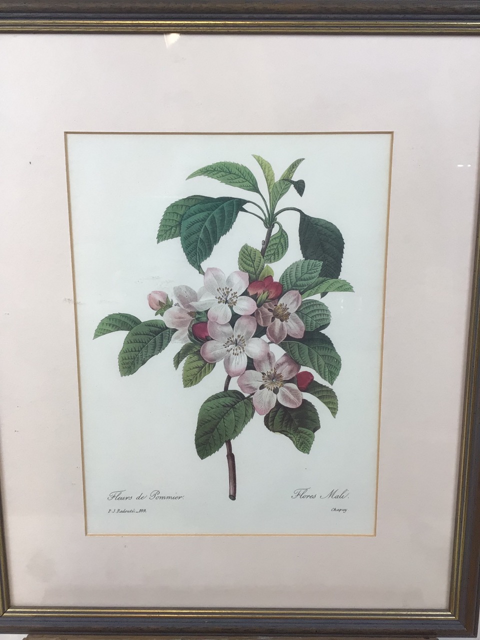 4 framed prints of Pierre-Joseph Redoute (1759-1840) stipple engravings of flowers. Good - Bild 2 aus 9