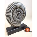 A large decorative resin ammonite on wooden plinth. H:42cm