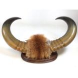 Large mounted buffalo horns on oval wooden plaque. W:60cm x H:26cm