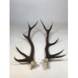 A pair of five point antlers H:78cm approx