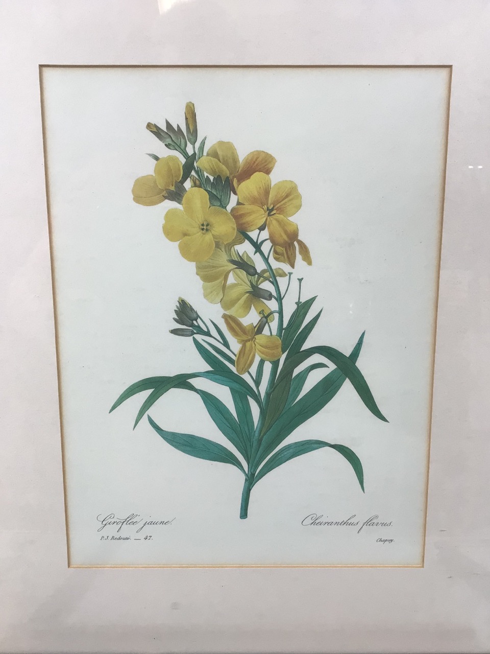 4 framed prints of Pierre-Joseph Redoute (1759-1840) stipple engravings of flowers. Good - Bild 4 aus 9