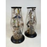 Two unusual full mount taxidermy scenes set within sealed hurricane glass domes with circular bases.