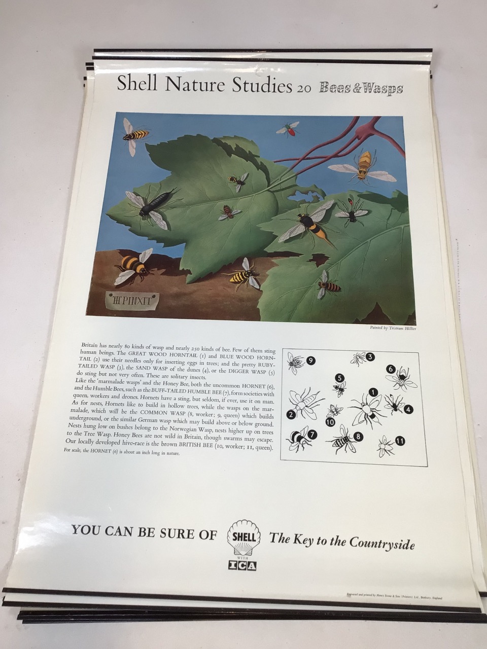 Shell Nature Studies vintage mid century Educational wildlife posters, printed by Henry Stone & Son. - Image 10 of 14