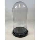 A Large glass dome on black painted ceramic base. Height inside dome 49cm. Chips to dome base-see