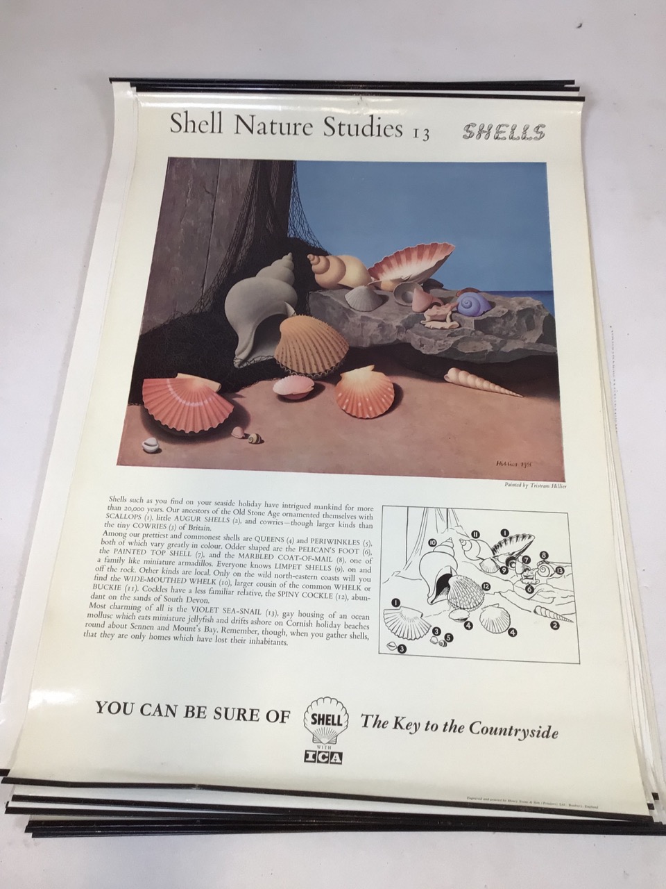 Shell Nature Studies vintage mid century Educational wildlife posters, printed by Henry Stone & Son. - Image 14 of 14