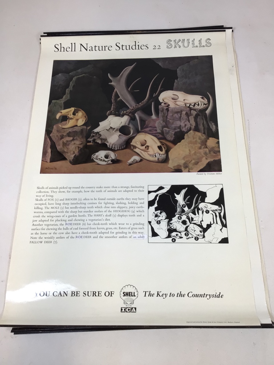 Shell Nature Studies vintage mid century Educational wildlife posters, printed by Henry Stone & Son. - Image 7 of 14
