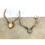 Two sets of antler horns one on oak shield mount.