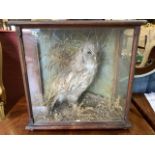 A Victorian owl in glazed showcase. W:44cm x D:21cm x H:43cm
