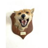 A Taxidermy Fox mask by P.Spicer and sons, on shield with details. Stamped P.Spicer Leamington and