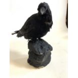 A Carrion crow on polystyrene effect rock. H:31cm