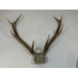 A set of eight point antlers W:75cm x H:70cm