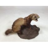 A taxidermy rearing stoat on a tree trunk setting W:36cm x H:26cm