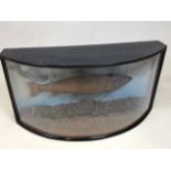 Taxidermy fish in naturalistic setting in curved glass fronted case W:64cm x D:22cm x H:33cm