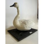 A taxidermy Whistling swan mounted on base. H:53cm