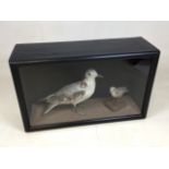Taxidermy seabirds in a glazed case - a fulmar and a sanderling W:55cm x D:18cm x H:34cm