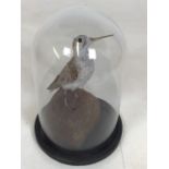 A taxidermy sandpiper in a glass dome W:16cm x H:26cm dimensions of dome