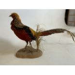 A golden pheasant on base. W:79cm x H:36cm