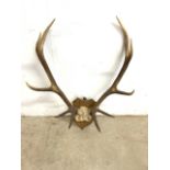 A set of ten point antlers on early 20th century oak shield fir wall mounting.