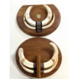 Two sets of warthog tusk mounted on plaques. One with taxidermy studio stamp verso - see photos. W: