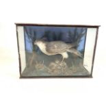 A taxidermy sparrow hawk with prey in glazed case with naturalistic environment. (Case a.f crack