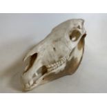 A Zebra skull. H:30cm