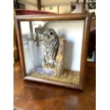 A Taxidermy little owl in glazed and oak showcase. W:31cm x D:17cm x H:31cm