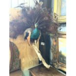 A large taxidermy peacock for wall mounting on branch. H:120cm
