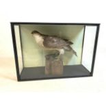 A taxidermy sparrowhawk with pray in glazed display showcase. W x 47CM D x 17.5 CM H x 33cm.