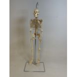 An original medical skeleton. Height of stand. H:98cm