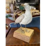 A taxidermy seagull on 3 inch wooden stand. H:50cm