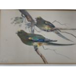 A watercolour of Australian parrots, signed lower left Koddi? With label verso. W:19cm x H:13cm