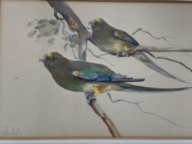 A watercolour of Australian parrots, signed lower left Koddi? With label verso. W:19cm x H:13cm