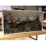 Taxidermy. A Chinese pheasant in a natural setting - in large case W:93cm x D:21.5cm x H:51cm