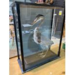 A cased taxidermy grey heron (case af) with Perspex front panel. W:62cm x D:27cm x H:73cm