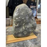 An ammonite slab fossil on wooden plinth 180 million years old. Found on kilve beach. Etched