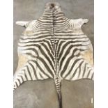 A zebra skin rug with felt back, length 275 cm.