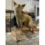 Mounted taxidermy fox. W:60cm x H:51cm