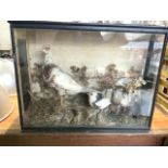 Taxidermy birds in a glazed display showcase, possibly a grouse with pigeons. W:72cm x D:22cm x H: