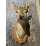 Hey taxidermy deer head mounted on oak shield. H:54cm