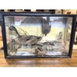 A Taxidermy male and female ducks also with a swallow in glazed cabinet. W:82cm x D:23cm x H:52cm