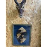 A Taxidermy Gnu also with a framed tribal shield. W:40cm x H:50cm