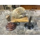 Three mounted fossils to under glass domes. Domes H:15cm