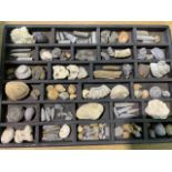 A Tray of small fossils a good size collection. From the Jurassic coast. W:43cm x H:29cm
