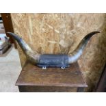 A set of cow horns on wooden wall mount. W:68cm x H:28cm