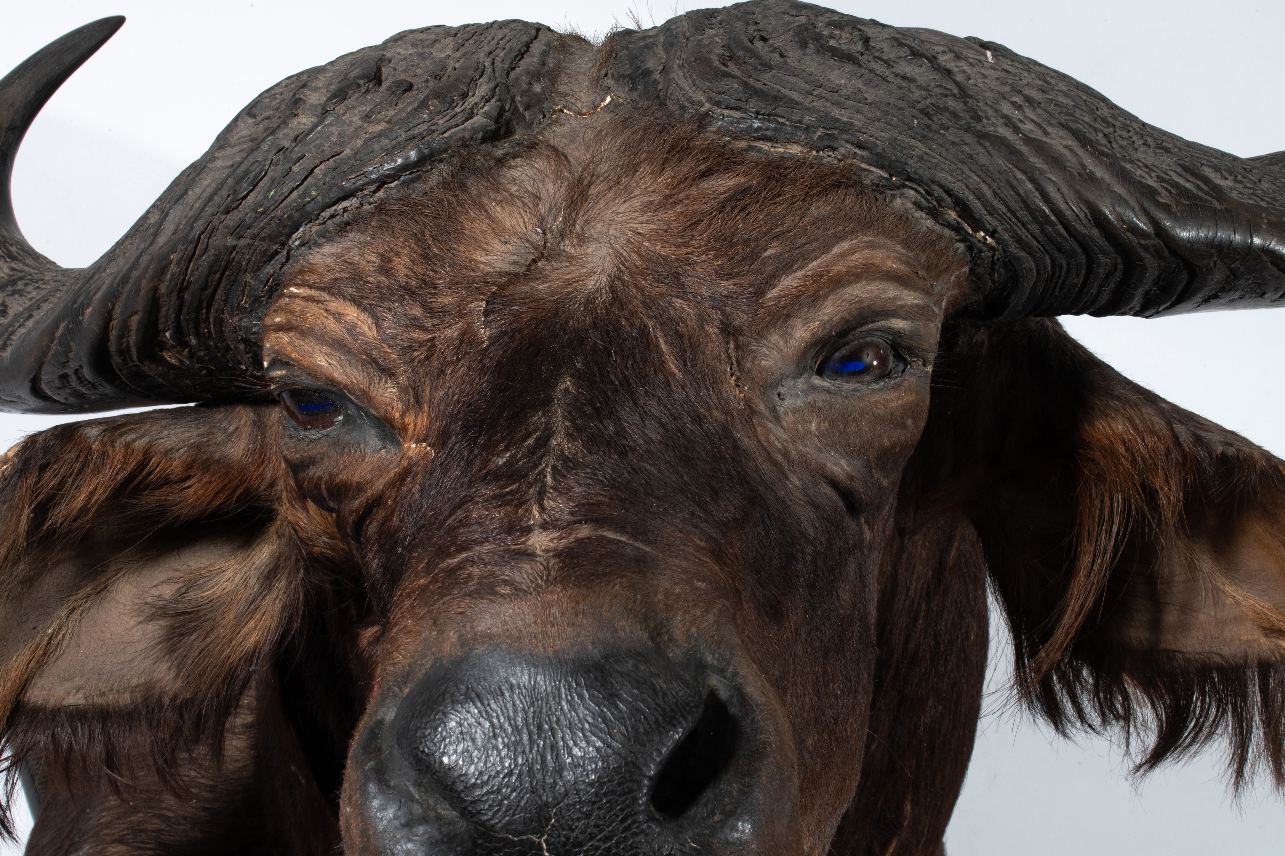 A taxidermic head of an African buffalo, H 75 cm - Image 9 of 9