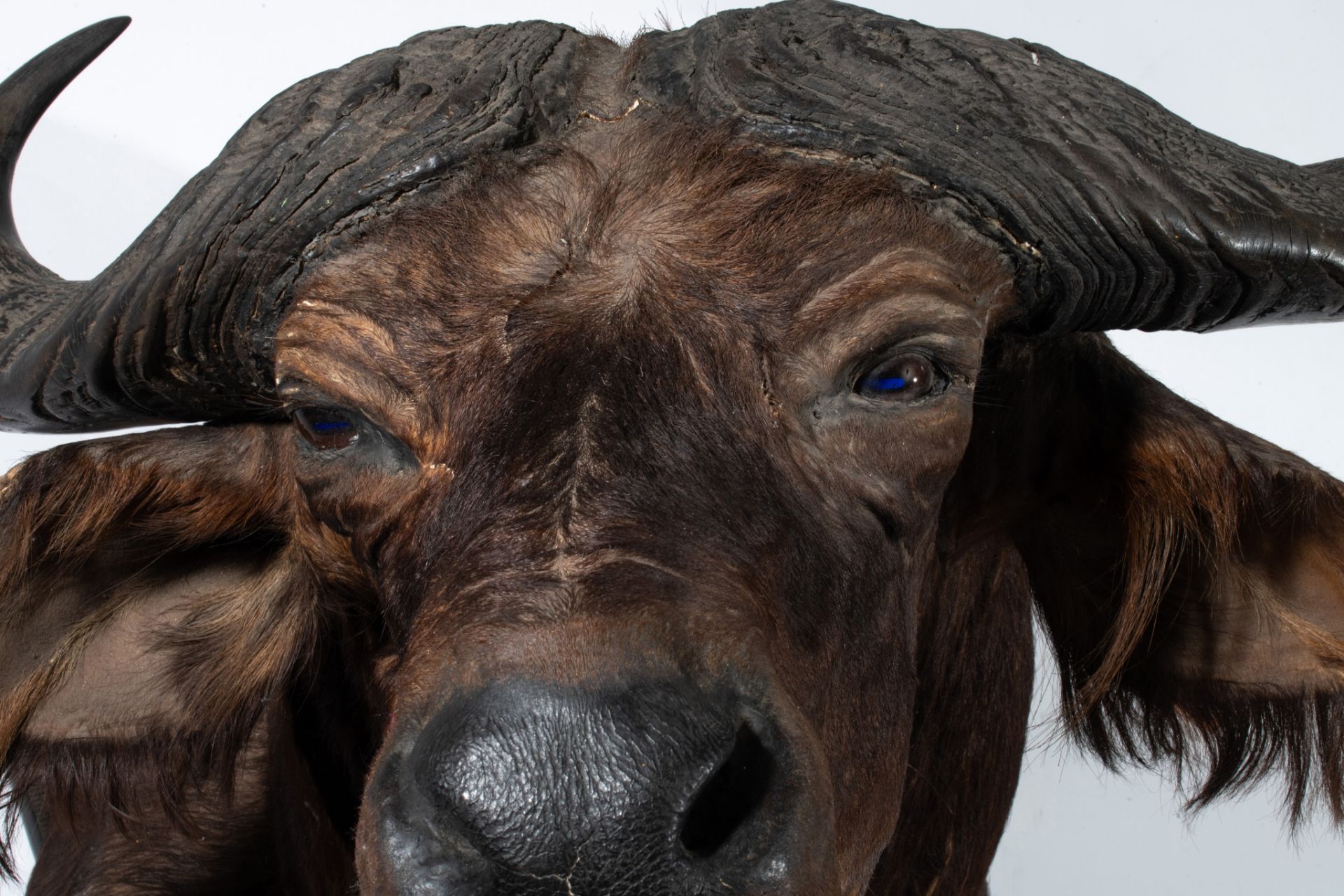 A taxidermic head of an African buffalo, H 75 cm - Image 9 of 9