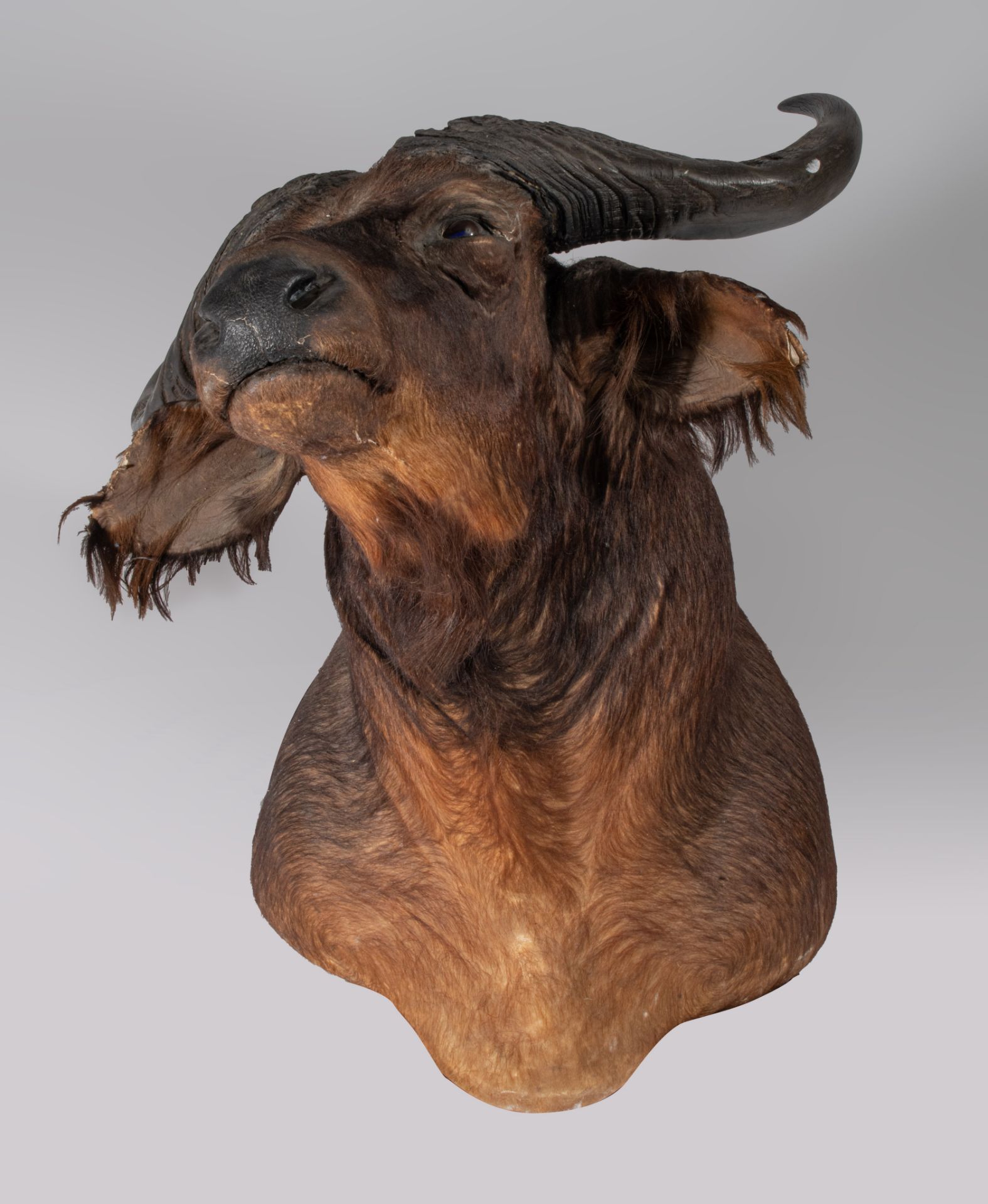 A taxidermic head of an African buffalo, H 75 cm - Image 4 of 9