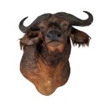A taxidermic head of an African buffalo, H 75 cm